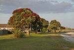 DSC01635 Tairua Pohutukawas Abendstimmung_k