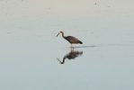 DSC01637a_Tairua_Reiher_k.jpg