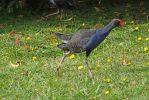 DSC01743 Rutoroa Pukeko_k