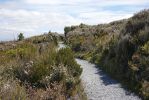 DSC01968 Taranaki Falls Trail_k