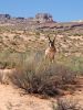 DSC02260a_Proghorn_bei_Goblin_Valley_k.jpg