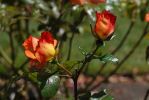 DSC02581 Wellington Botanischer Garten Rosen_k