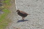 DSC02901 Cape Foulwind Weka_k