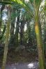 DSC02965_Paparoa_NP_Truman_Track_Palmenbaeume_k.jpg