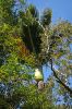 DSC02975_Paparoa_NP_Truman_Track_Farnpalme_k.jpg