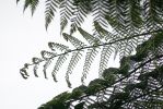 DSC03196_Lake_Matheson_Walk_Farnbaum_k.jpg