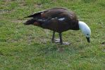 DSC03699 Te Anau Bird Sanctuary Paradise Shelduck_k