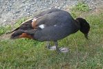 DSC03700 Te Anau Bird Sanctuary Paradise Shelduck_k