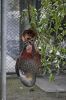 DSC03708 Te Anau Bird Sanctuary Kaka_k