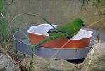 DSC03714_Te_Anau_Bird_Sanctuary_Kakariki_k.jpg