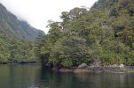 DSC03911 Doubtful Sound Regenwald_k