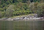 DSC03918 Doubtful Sound Farnpalmen_k