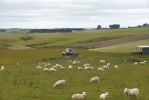 DSC03955 Schafe bei Fortrose_k