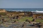 DSC04089 Curio Point Gelbaugenpinguin_k