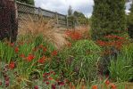 DSC04370_Larnach_Castle_Garten_k.jpg