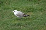DSC04455 Royal Albatros Centre Möwe_k