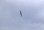 DSC04473 Royal Albatros Centre Albatros_k