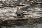 DSC07304_Au_Sable_River_Schildkroete_k.jpg