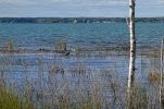 DSC07340 Tawas Bay Reiher_k