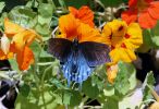 Boone Hall Plantation, Butterfly Garden