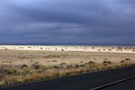 IMG_0057_Prairie_beim_Wupatki_NM_forum.jpg