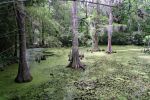 Magnolia Plantation, Bamboo Pond