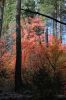 IMG_0161_Sedona_Oak_Creek_Canyon_West_Fork_Herbstlaub_forum.jpg