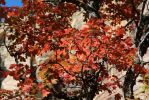 IMG_0202a_Sedona_Oak_Creek_Canyon_West_Fork_Herbstlaub_forum.jpg