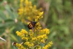 IMG_0236_Sedona_Oak_Creek_Canyon_Hummel_forum.jpg