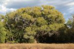 IMG_0261_Sedona_Red_Rock_State_Park_Cottonwood_Tree_forum.jpg