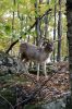 Parc Omega, Damhirsch