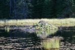 Beaver Pond Trail Biberbau