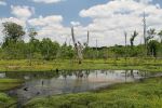 Ocmulgee, Walnut Creek Wetlands