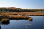 Spruce Bog Boardwalk