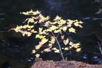 Algonquin Whiskey Rapids Trail