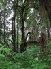 Lake Quinault Regenwald