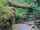 Lae Quinault Regenwald