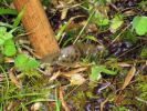 Banana Slug