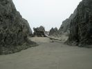 Bandon Treibholz