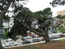 IMG_1178_DxO_San_Francisco_Alamo_Square_Kiefer_Forum.jpg