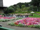 Tulip Garden