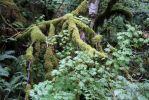 Coquihalla Regenwald