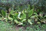 10 Skunk Cabbage