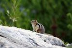 IMG_1884_Kootenay_NP_Marble_Canyon_Chipmunk_forum.jpg