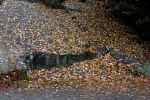 IMG_2226_DxO_raw_bei_Albany_Covered_Bridge_Herbstlaub_auf_Felsplatte_Forum.jpg