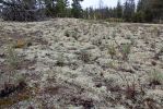 11 Jackman Flats PP