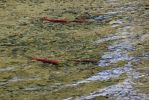 IMG_2307_N_Thompson_River_Lachse_forum.jpg