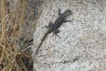 IMG_2308_DxO_raw_Joshua_Tree_NP_Eidechse_Forum.jpg