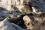 IMG_2320_DxO_raw_Joshua_Tree_NP_Barker_Dam_Forum.jpg