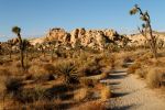 IMG_2335_DxO_raw_Joshua_Tree_NP_Barker_Dam_Trail_Forum.jpg